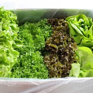 올바른농장 무농약 유러피안 샐러드 꾸러미 채소 1kg (3종 랜덤배송)