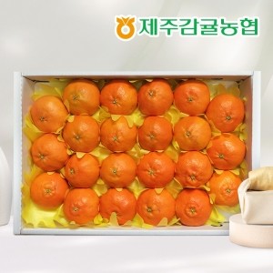 [선물세트] 제주농협 직송 레드향 3kg(10~15과)