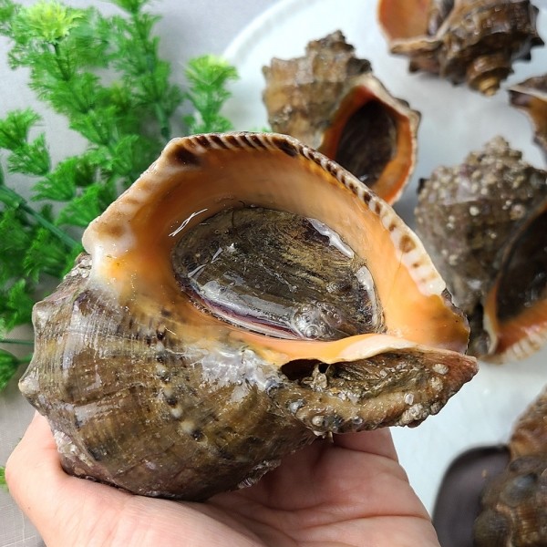 CJ프레시마켓,[제철신선] 국내산 참소라 1kg