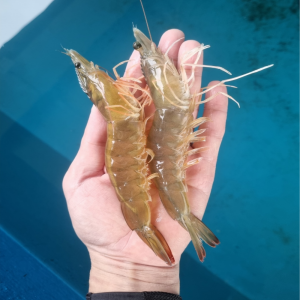 ★타임특가★남해안 흰다리새우 1kg (34미내외)