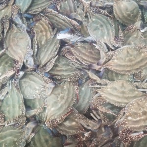 [엠픽] 서해안 직송 가을 햇 꽃게(암수혼합) 2kg/3kg