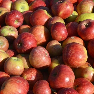 ★타임특가★[엠픽] 유명산지 햇 부사 골라담기(세척사과/정품사과) 2.5kg